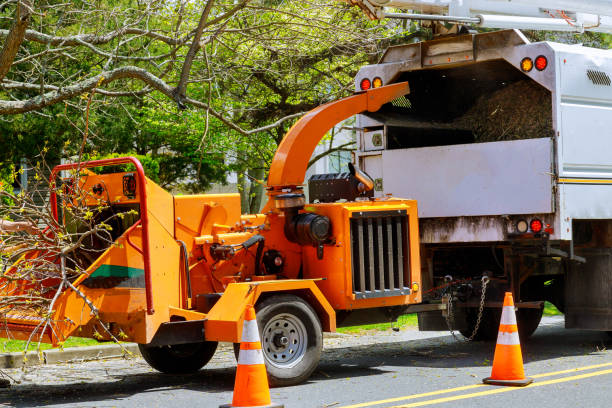 Why Choose Our Tree Removal Services in Cascade Locks, OR?